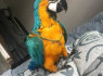 Mėlyna ir auksinė Macaw