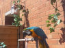 Gražus ir Talking Hahns Macaw philipteresa91 gmail. com