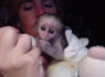2 Protingi kapucinų beždžionių patinai ir patelės (1)