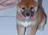 Nuostabūs Shiba Inu šuniukai (2)